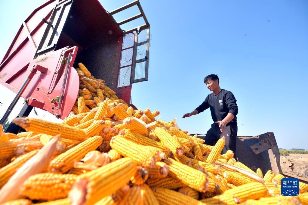 金顶娱乐